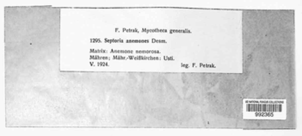 Septoria anemones image